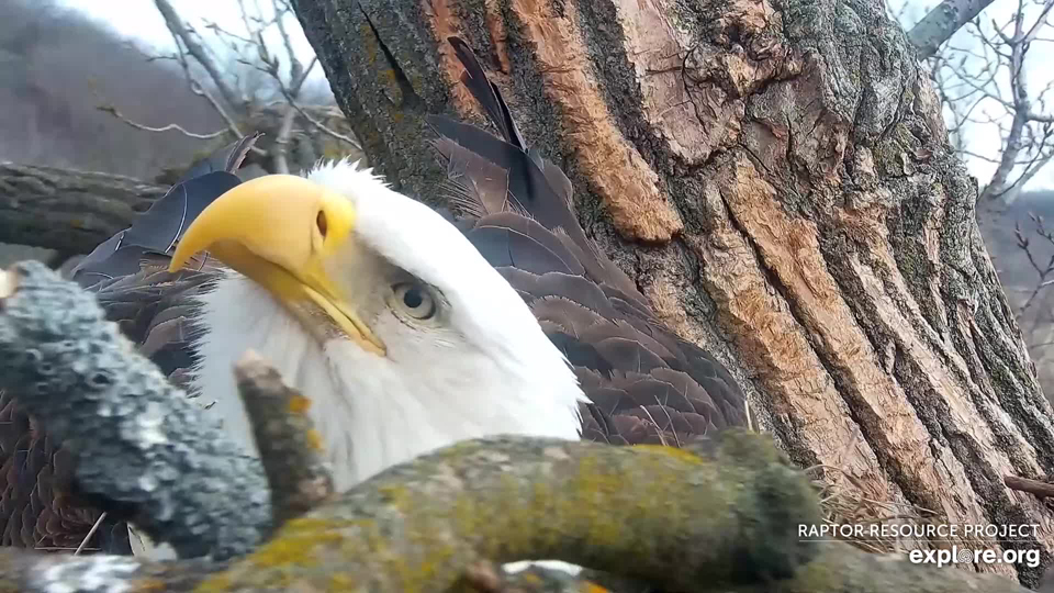 March 9, 2023: HD peeks out from behind his privacy fence!
