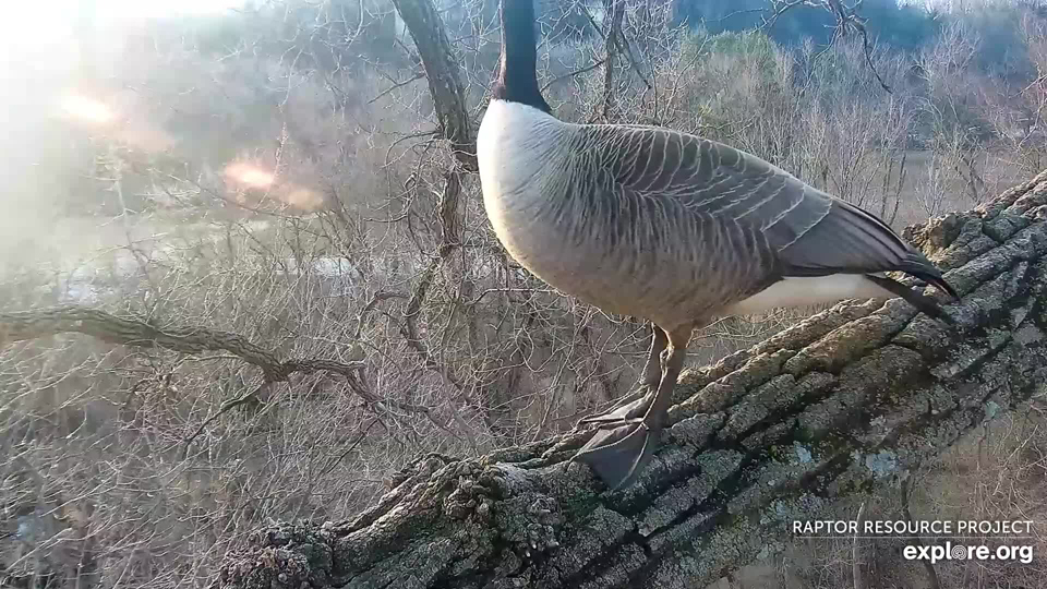 March 8, 2023: I pictured an eagle perched when I trimmed the Skyway, not a goose! His flat, webbed feet are not as good for gripping as an eagle's ratcheting raptor toes!