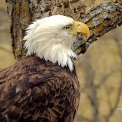 March 8, 2023: Mr. North at the North Nest. He is an awesome, dedicated father and is doing his best to care for the egg.