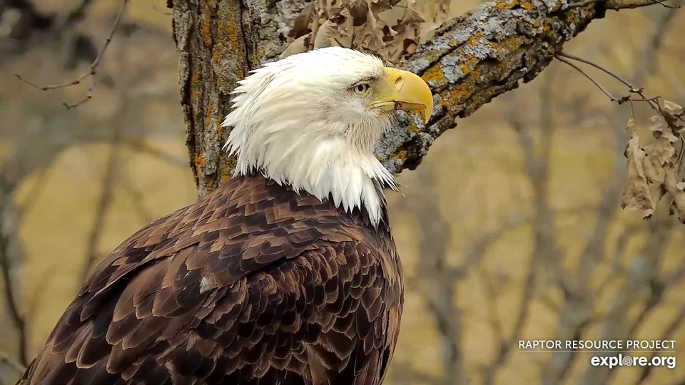 March 8, 2023: Mr. North at the North Nest. He is an awesome, dedicated father and is doing his best to care for the egg.