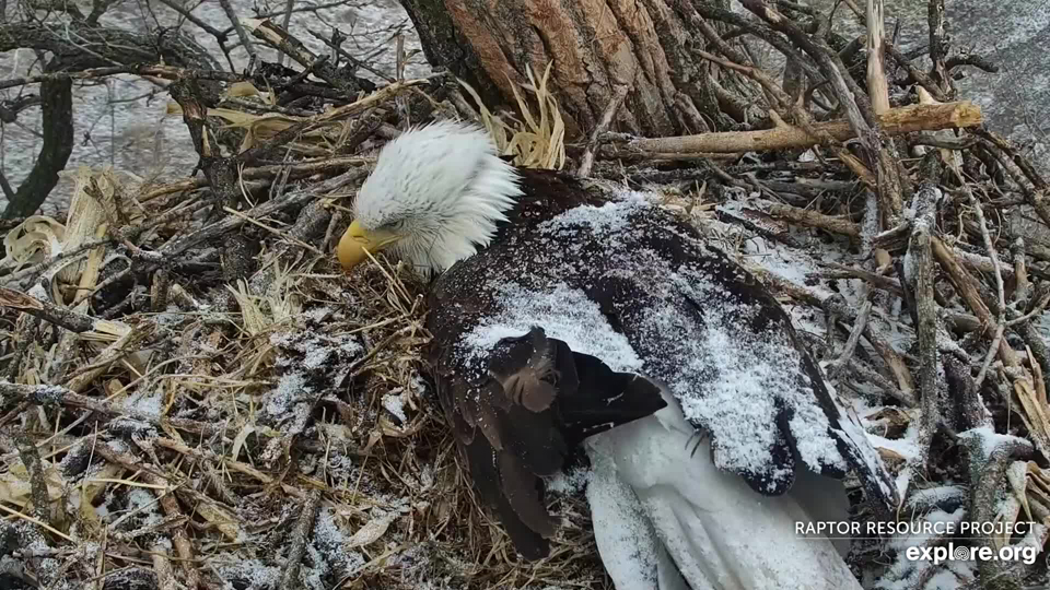 March 9, 2023: HM (I think) seems as tired of the snow as we are! Think spring!