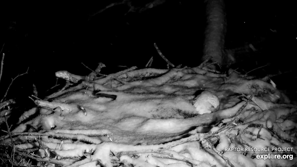 March 9, 2023: Mr. North incubates through the snow storm. Sweet eagle dreams for an amazing eagle Dad!