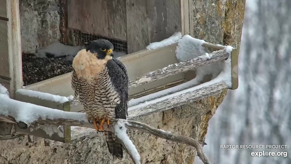 March 10, 2023: Peregrine falcon Savanna at Great Spirit Bluff.