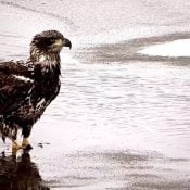 March 13, 2023: First year eagle on the Mississippi Flyway