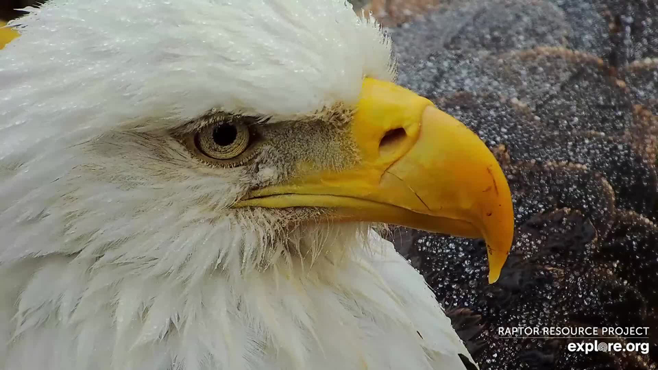 March 16, 2023: Mr. North and his last evening of incubation.