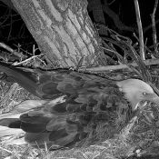 March 14, 2023: HM shortly before leaving the nest.