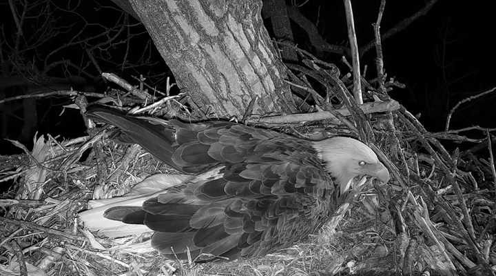 March 14, 2023: HM shortly before leaving the nest.
