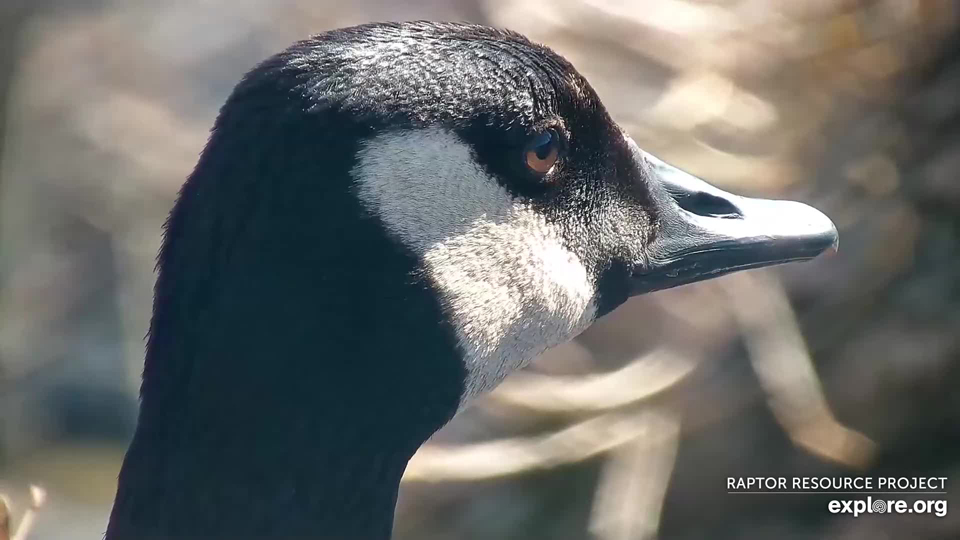 March 19, 2023: A Canada Goose at N2B