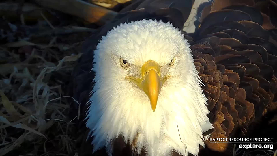 March 20, 2023: Mr. North at the North nest.