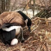 March 21, 2023: Mother Goose with her first egg of 2023!