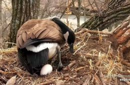 March 21, 2023: Mother Goose with her first egg of 2023!