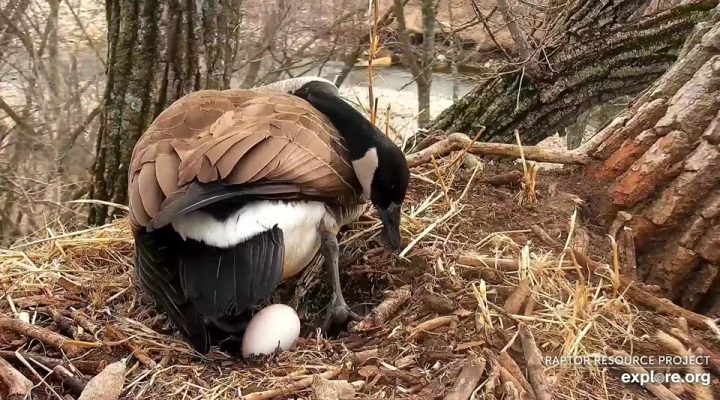 March 21, 2023: Mother Goose with her first egg of 2023!