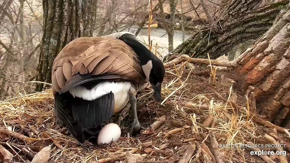 March 21, 2023: Mother Goose with her first egg of 2023!