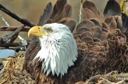 March 23, 2023: HM on a windy day in Decorah