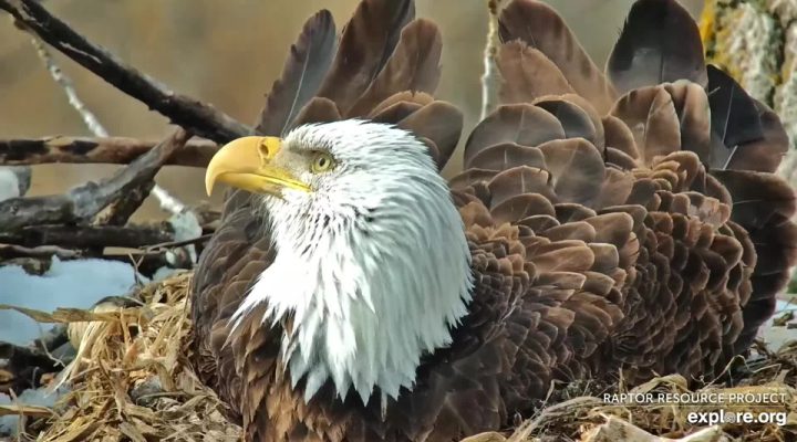 March 23, 2023: HM on a windy day in Decorah