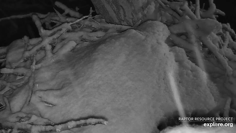 March 23, 2023: A snow-covered HM keeps her eggs safe and warm through the storm!