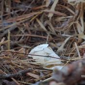 March 24, 2023: The broken egg at the north nest
