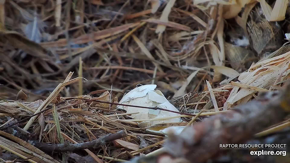 March 24, 2023: The broken egg at the north nest