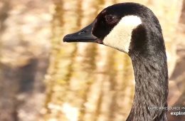 March 25, 2023: Some of you love geese and some of you hate them. As someone who was chased by geese as a child, I understand why people don't like them! But MG is beautiful!