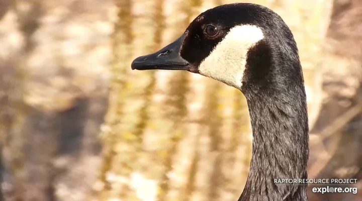 March 25, 2023: Some of you love geese and some of you hate them. As someone who was chased by geese as a child, I understand why people don't like them! But MG is beautiful!