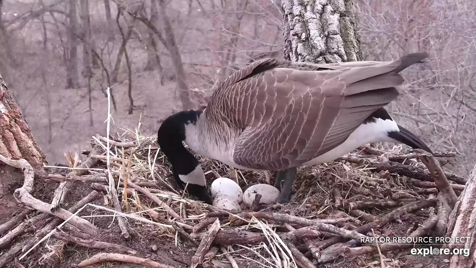 March 25, 2023: A third egg for Mother Goose!