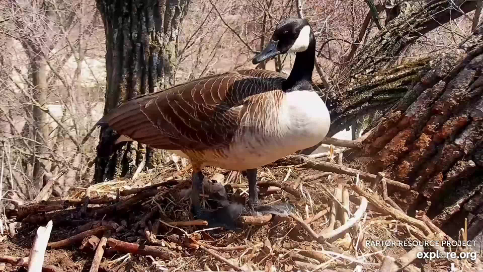 Eggs? What are you talking about? Nothing to see here! Geese could teach a master class in hiding and camouflage!