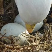 March 27, 2023: HD rolls his eggs. We're glad to see that he's growing a new talon in.