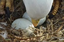March 27, 2023: HD rolls his eggs. We're glad to see that he's growing a new talon in.