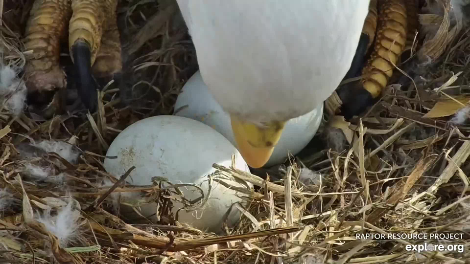 March 27, 2023: HD rolls his eggs. We're glad to see that he's growing a new talon in.