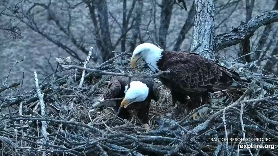 March 28, 2023: Mr. North and DNF work on the North nest. If they reclutch, it should happen in about three weeks.