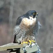 March 25, 2023: Savanna basks in the sun at Great Spirit Bluff. I love her full crop and beautiful feathers!