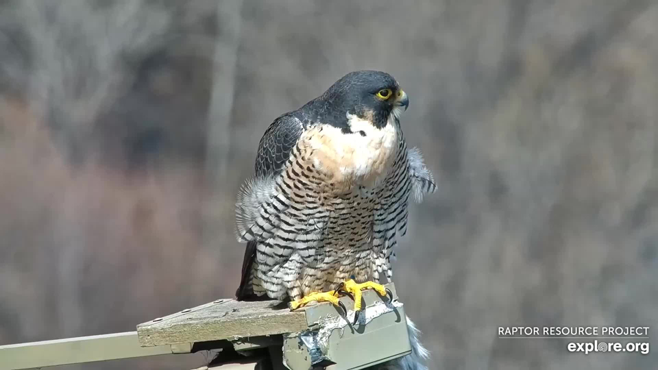 March 25, 2023: Savanna basks in the sun at Great Spirit Bluff. I love her full crop and beautiful feathers!