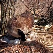 March 28, 2023: Mother Goose and her eggs.