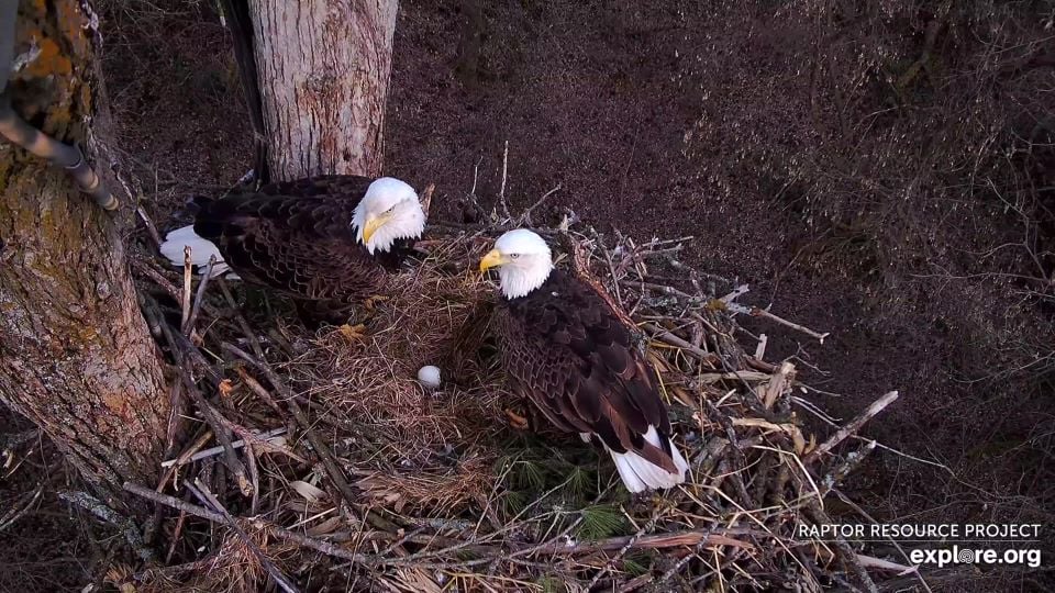 Mr. North and DNF on April 19. He incubated the couple's lone egg almost a month past the time we expected hatch.