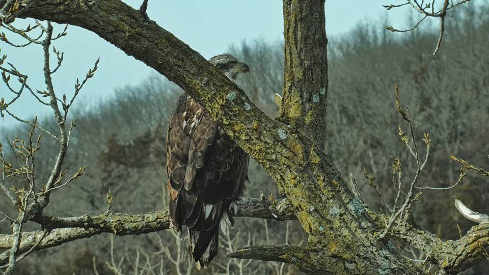 March 1, 2023: A subadult eagle near N1