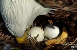 March 20, 2023: HM and her eggs