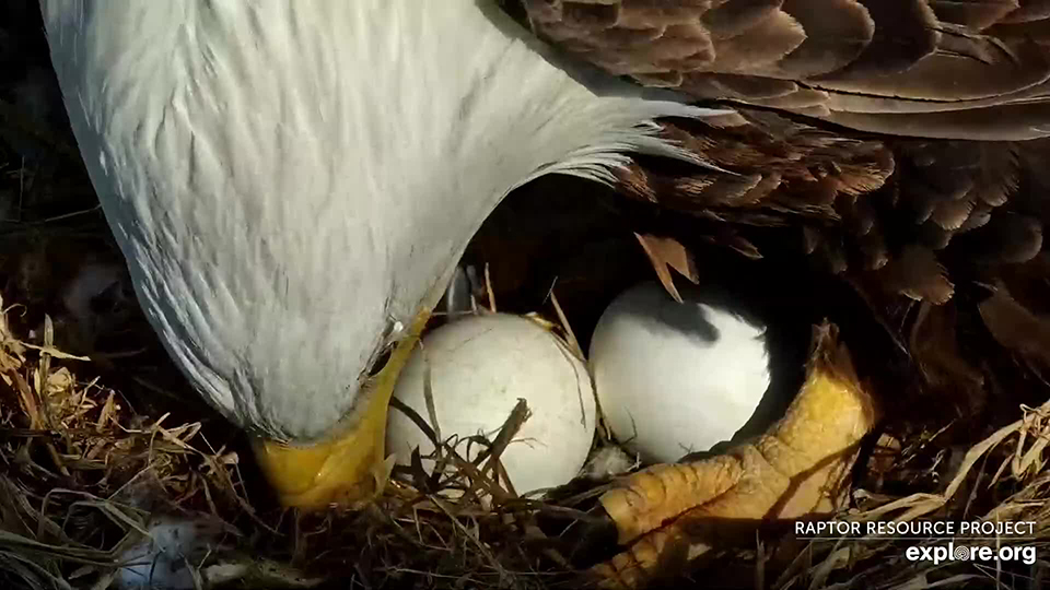 March 20, 2023: HM and her eggs