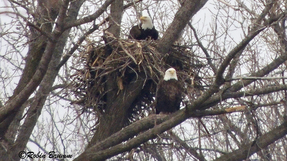 March 4, 2023: DM2 in the nest, Mom on the branch.