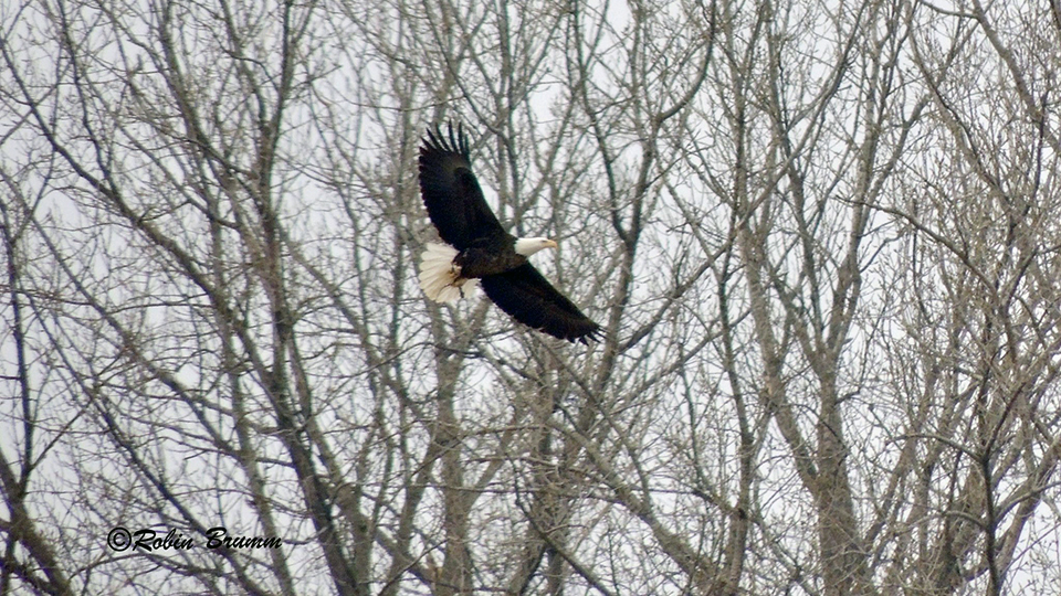 March 4, 2023: I believe this was Mom bringing in a small stick!