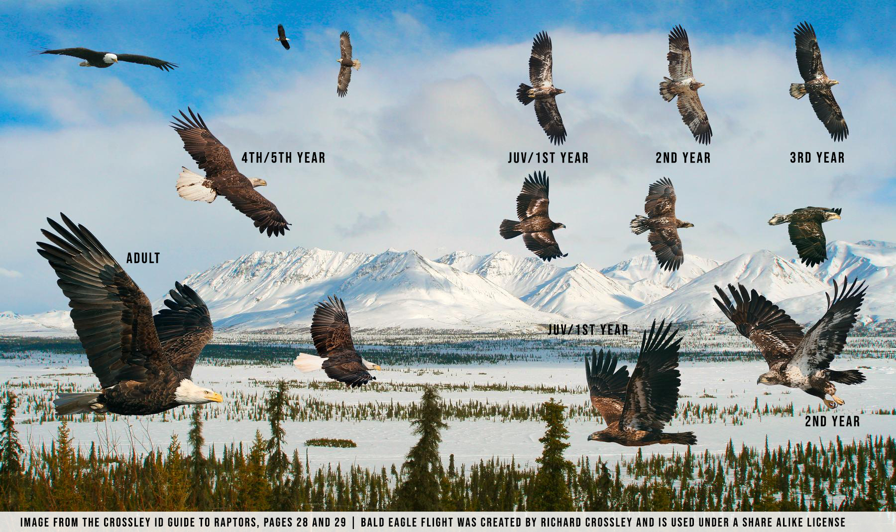 Bald Eagle Flight From the Crossley Guide to Raptors.