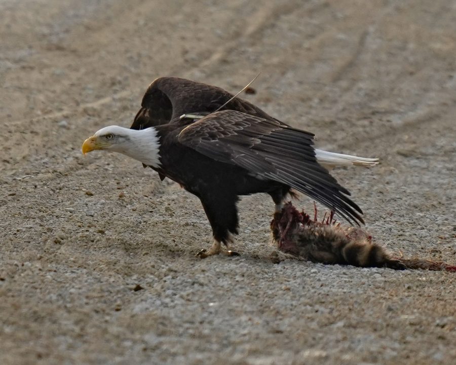 March 15, 2023: Firmly grasps her meal...