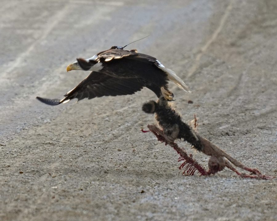 March 15, 2023: D27 on the wing, trailing dinner behind her.