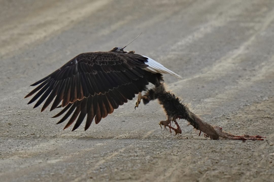 March 15, 2023: And flies away! While this appears to be roadkill based on location, it seems pretty fresh and it looks like D27 could have made a decent meal of it. What could be better than prey that doesn't fight or try to run away?