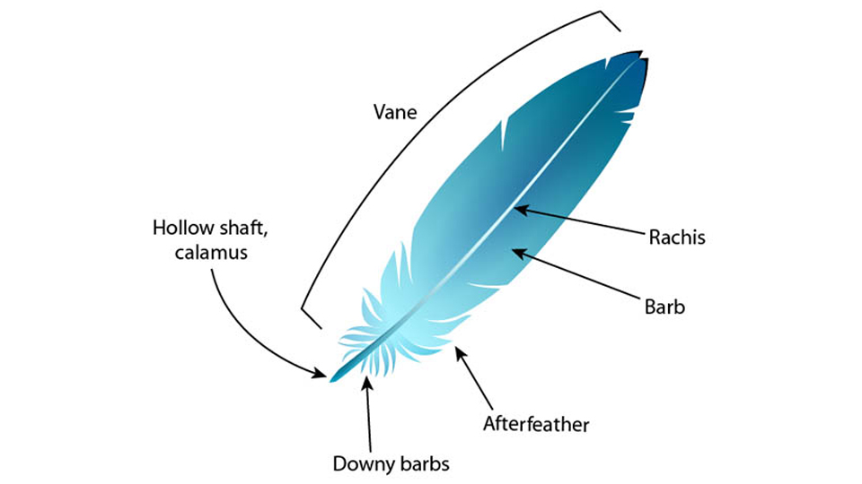 Parts of a feather. Image courtesy Ask a Biologist: http://askabiologist.asu.edu/explore/feather-biology