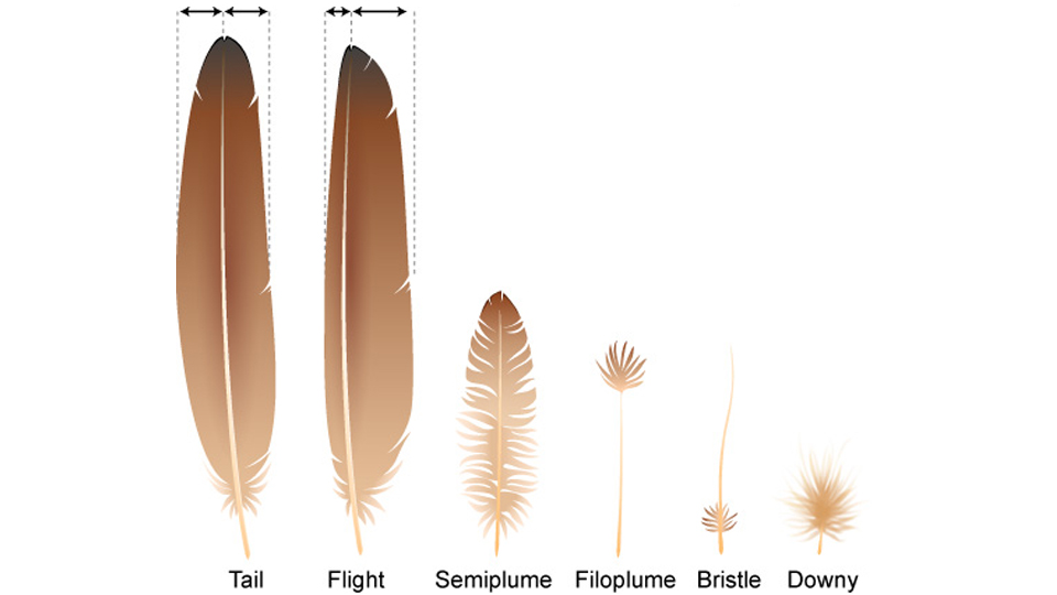 Types of feathers. Image courtesy Ask a Biologist