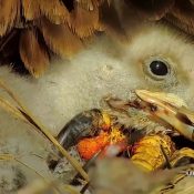 April 6, 2024: Talons make the most comfortable pillows! Eating and snoozing are important, especially when eaglets are growing so rapidly!