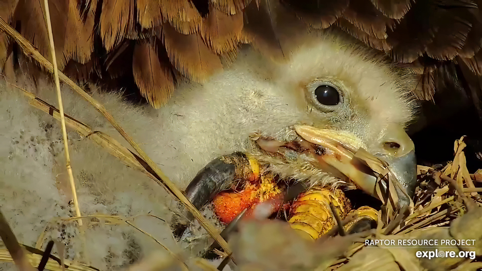 April 6, 2024: Talons make the most comfortable pillows! Eating and snoozing are important, especially when eaglets are growing so rapidly! 