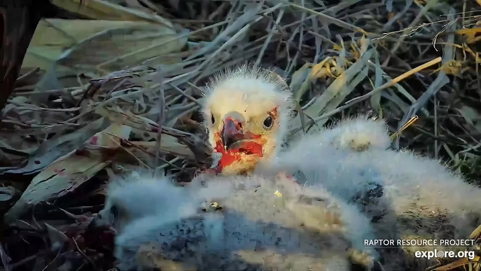 April 6, 2024: A messy dinner turned the eaglets' faces and beaks bright red.