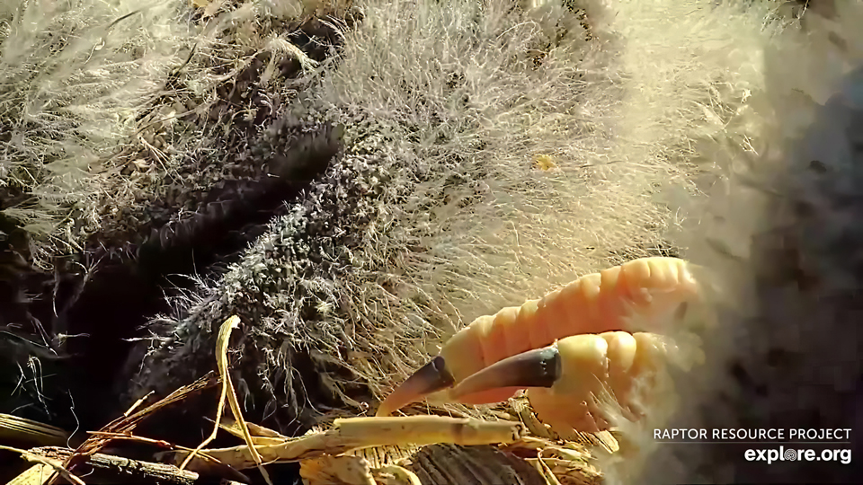 April 6, 2024: Look at those clown clompers! The eaglets' feet and legs have turned orange and are growing rapidly. It won't be long before they can stand on their feet.