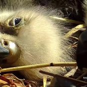 April 6, 2024: Sleeping - and dreaming! are part of eaglet growth and development.